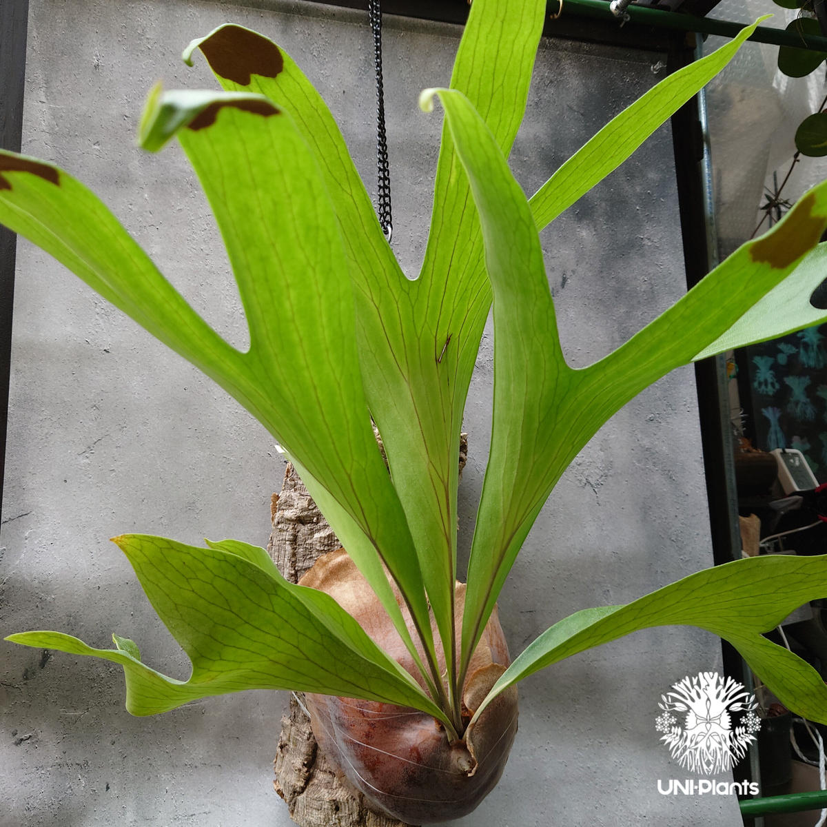 大株 キッチャクード コルク付 【公式通販】