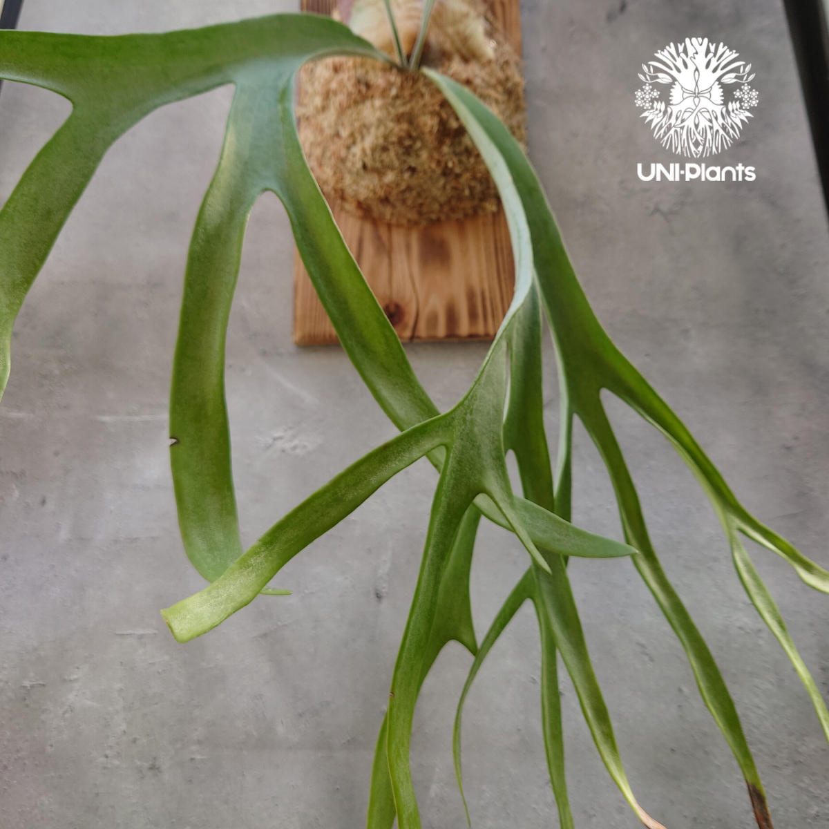 P. Sailor Moon OC（セーラームーン） ビカクシダ 【公式通販】