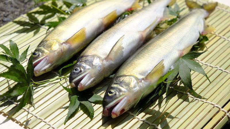 鮎 養殖 冷凍9尾 株式会社魚福オンラインショップ 鮎 養殖 冷凍9尾 株式会社魚福オンラインショップ