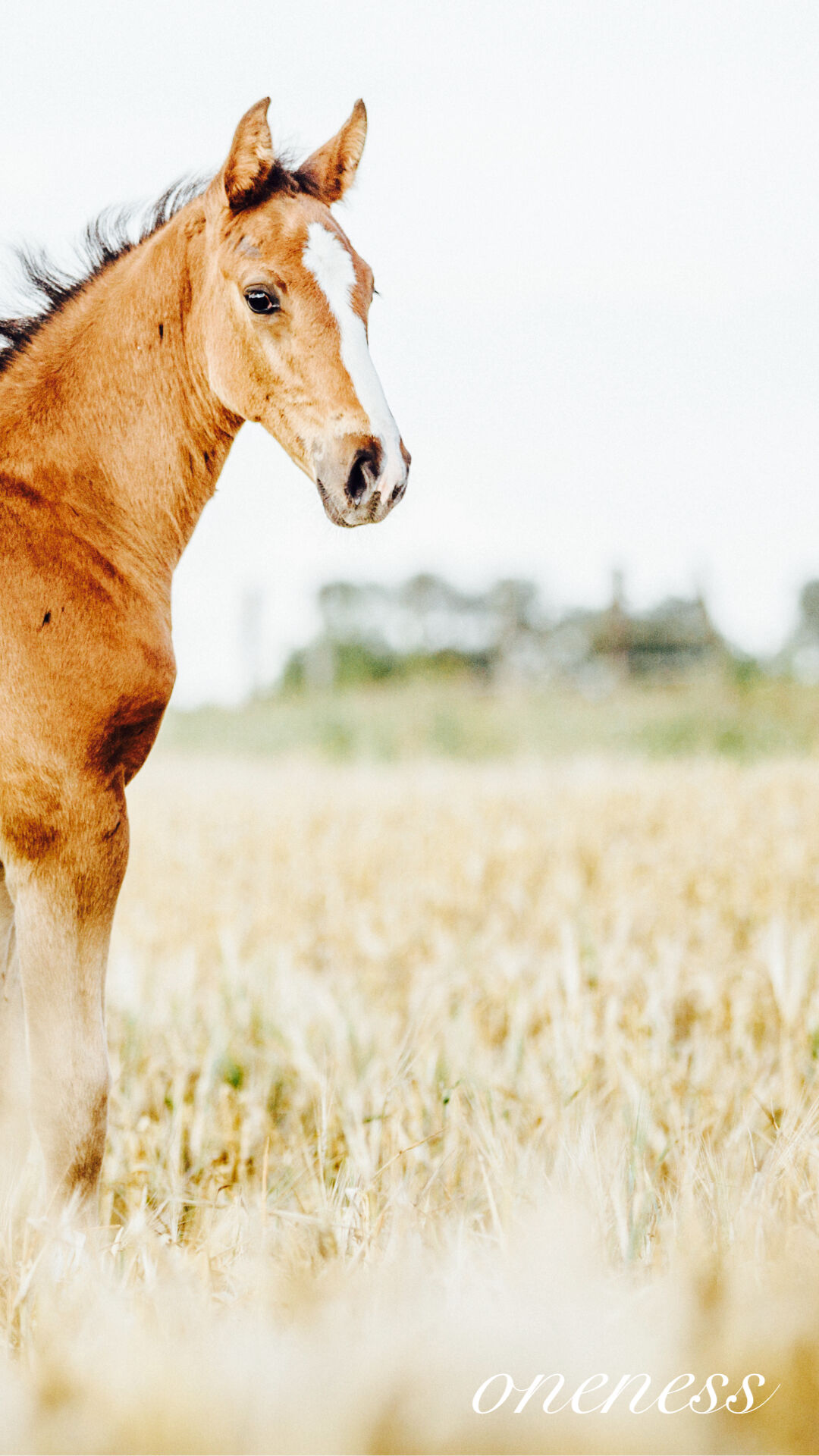 スマホ待受 Hope 馬と生きる占い師 アパルーサ Store