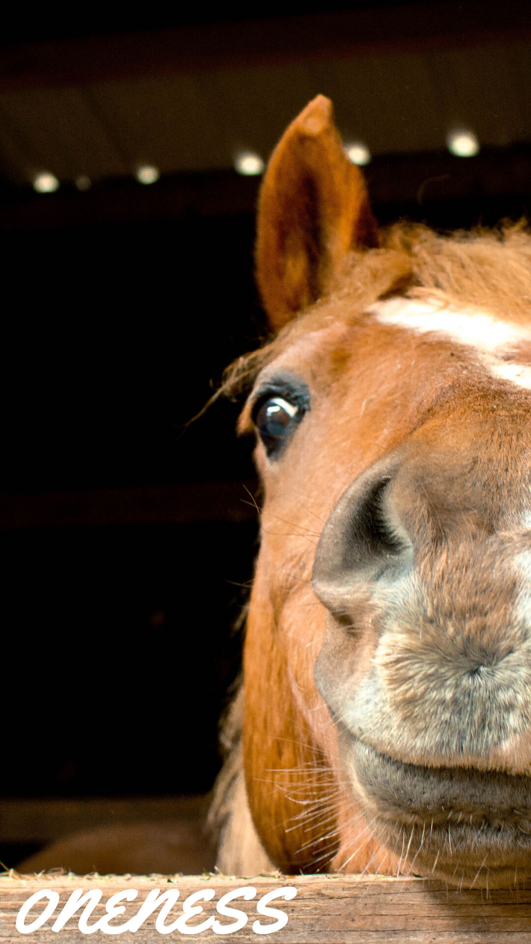 スマホ待受 Strength 馬と生きる占い師 アパルーサ Store