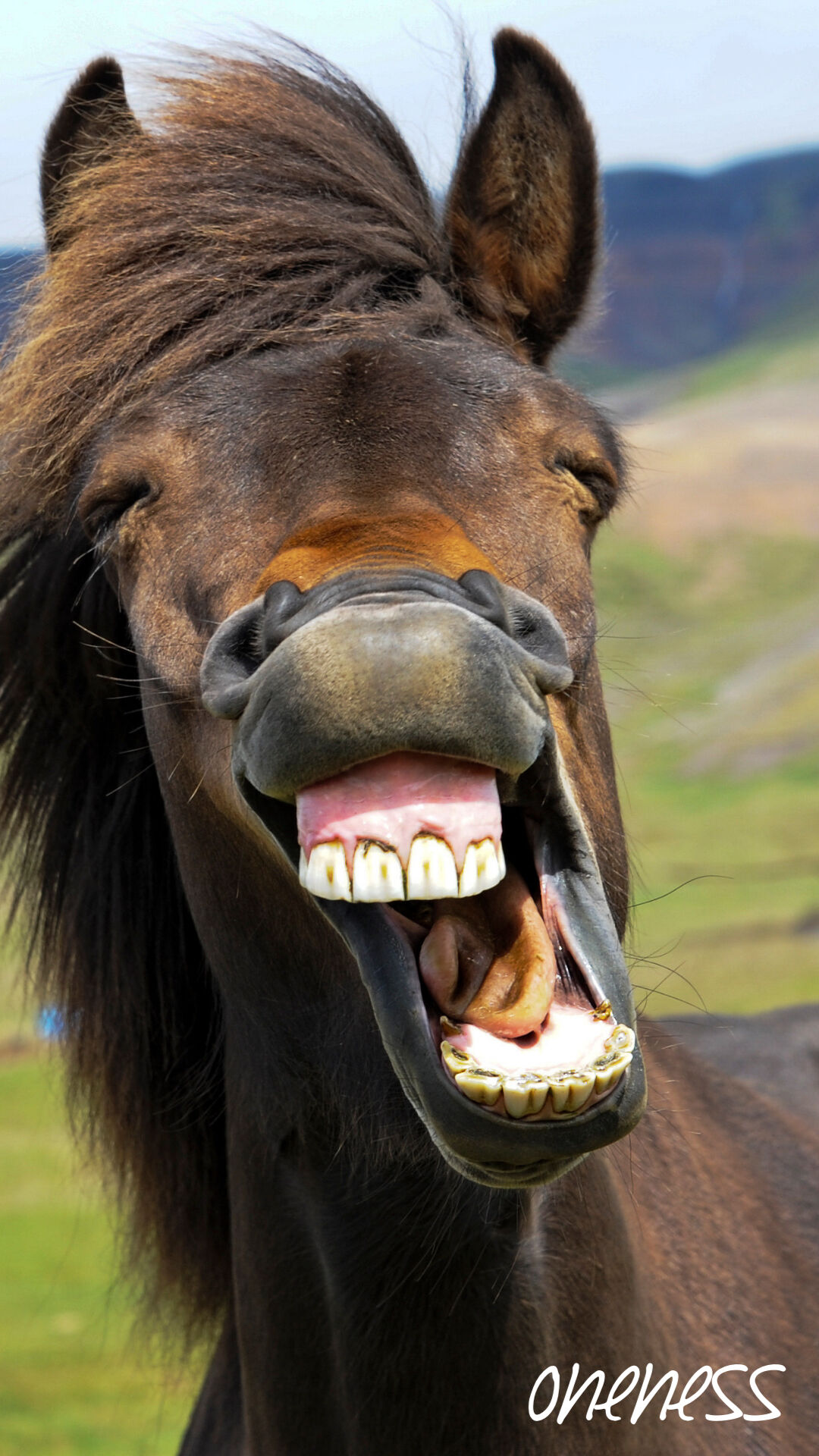 スマホ待受 Joy 馬と生きる占い師 アパルーサ Store