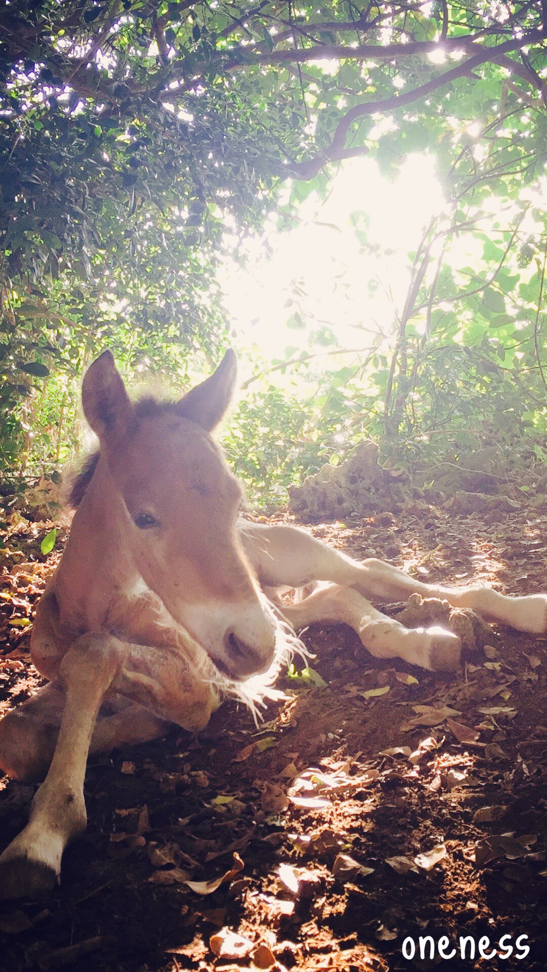 スマホ待受 Miracles 馬と生きる占い師 アパルーサ Store