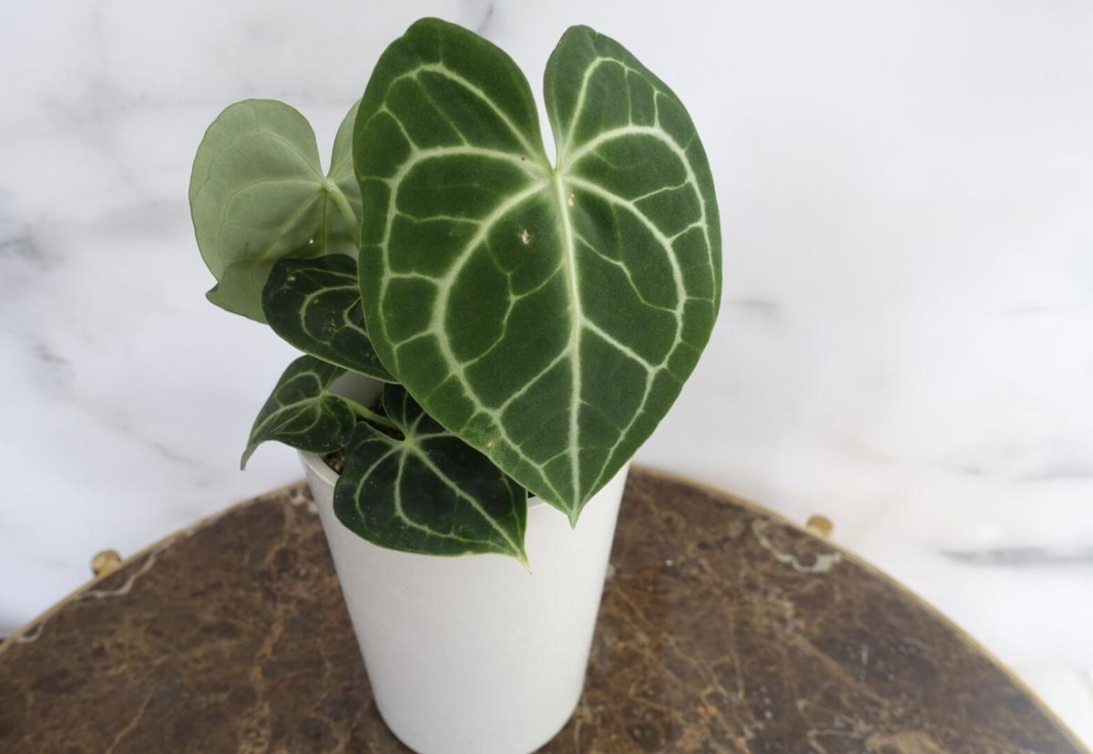 ✳︎希少品種 アンスリウム クラリネルビウム✳︎