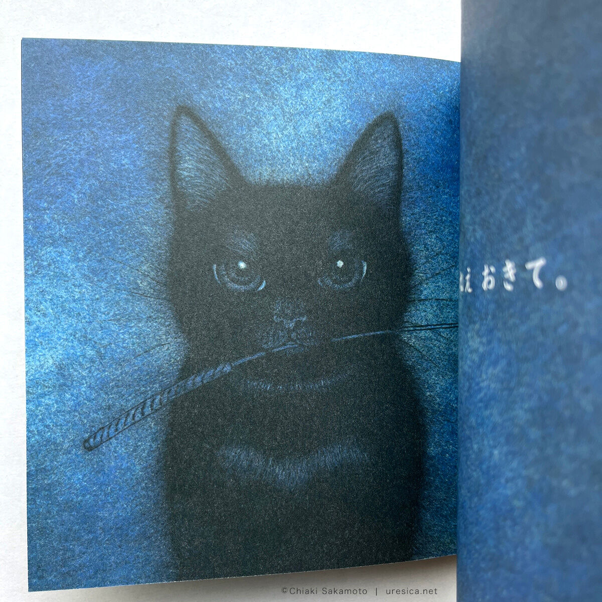 『ねこのねえ』坂本千明 サイン本 | URESICA
