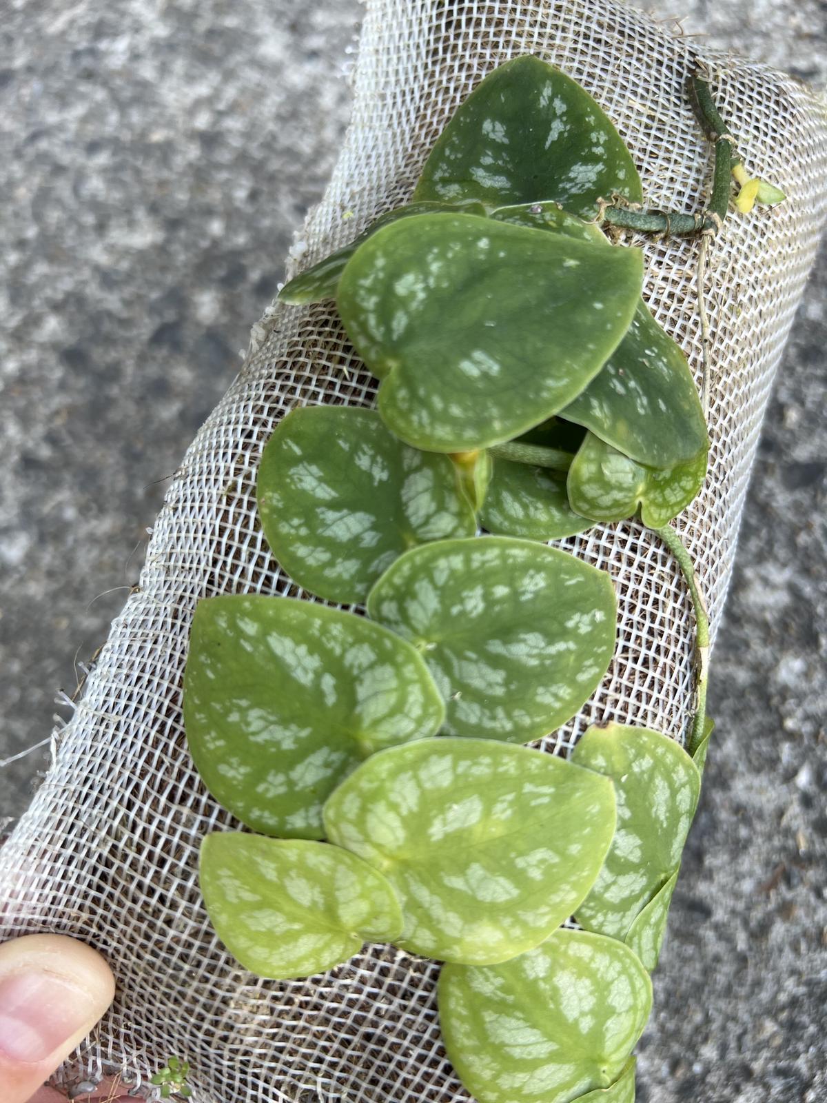 モンステラ ドゥビア Smaitabubakar Sch Id