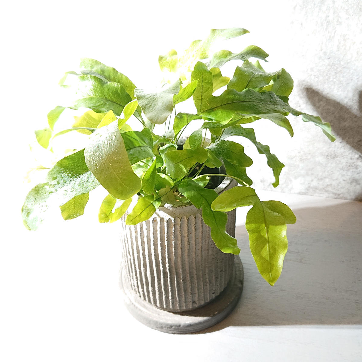 ポリポジウム ブルースター Berries Online Shop