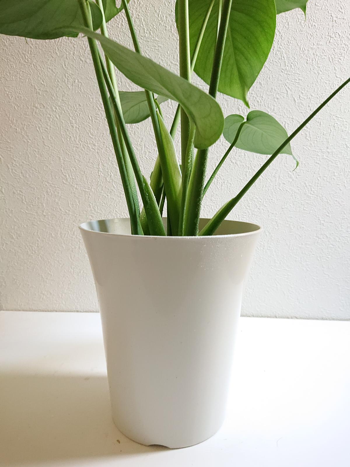 ○数量限定○新作○”モンステラ 6号size White鉢付き” 観葉植物 モンステラ 人気 ... ○数量限定○新作○”モンステラ 6号size White鉢付き” 観葉植物 モンステラ 人気 ...