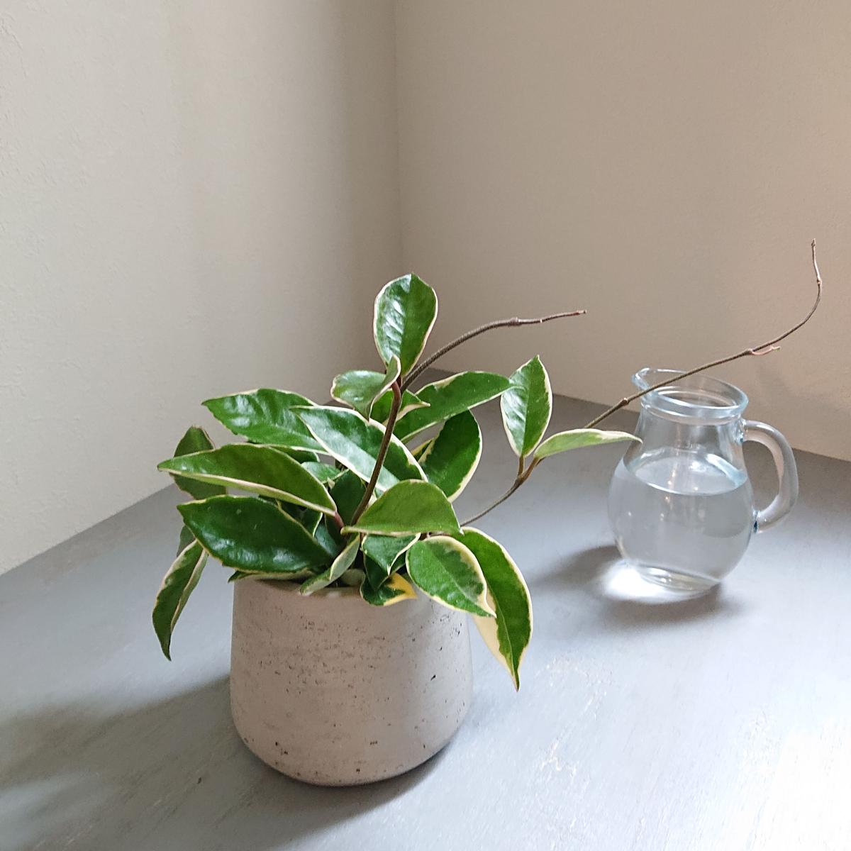 数量限定 ホヤ カルノーサ バリエガタ フイリサクララン リップカラーピンク 桜蘭 鉢カ