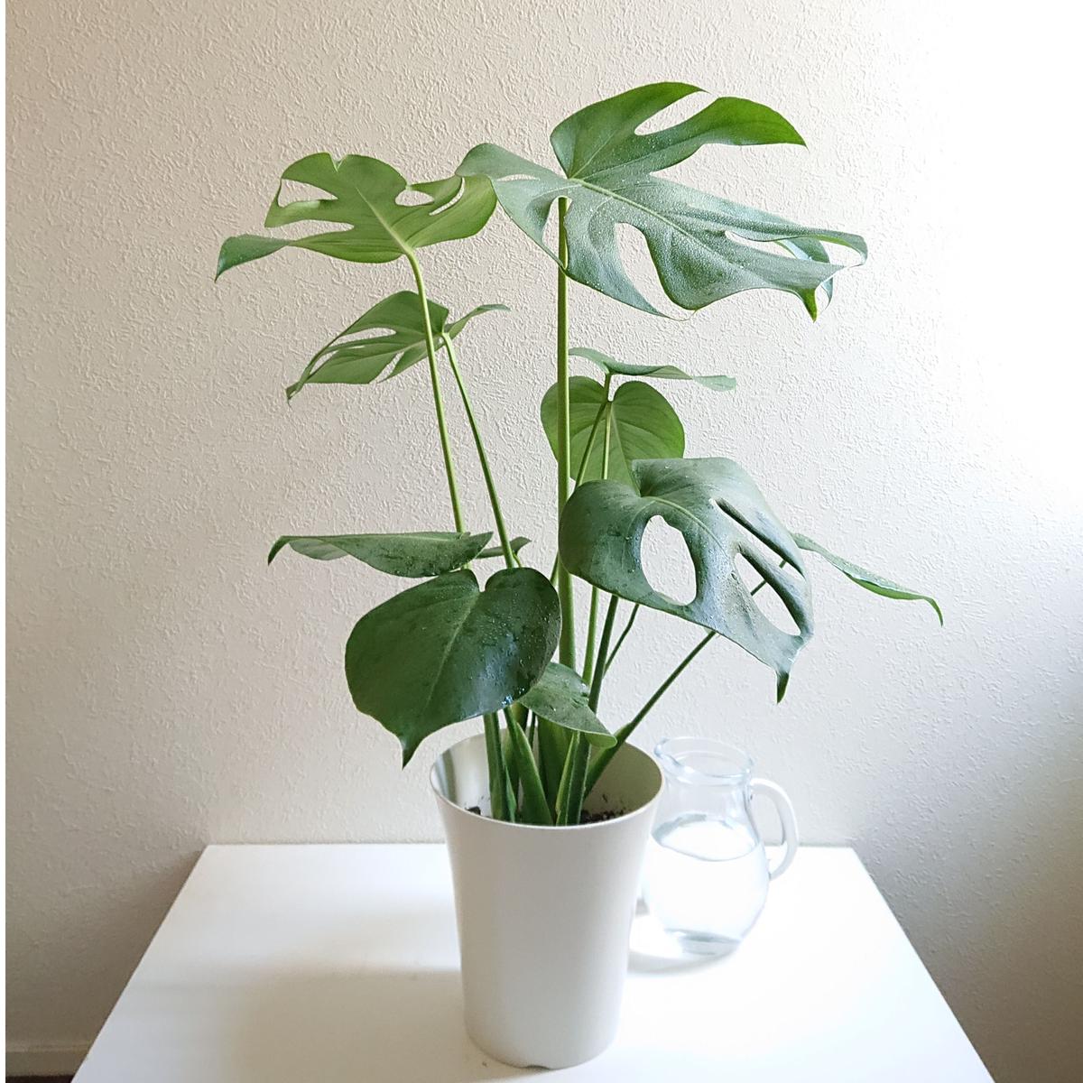 数量限定 新作 モンステラ 6号size White鉢付き 観葉植物 モンステラ 人気
