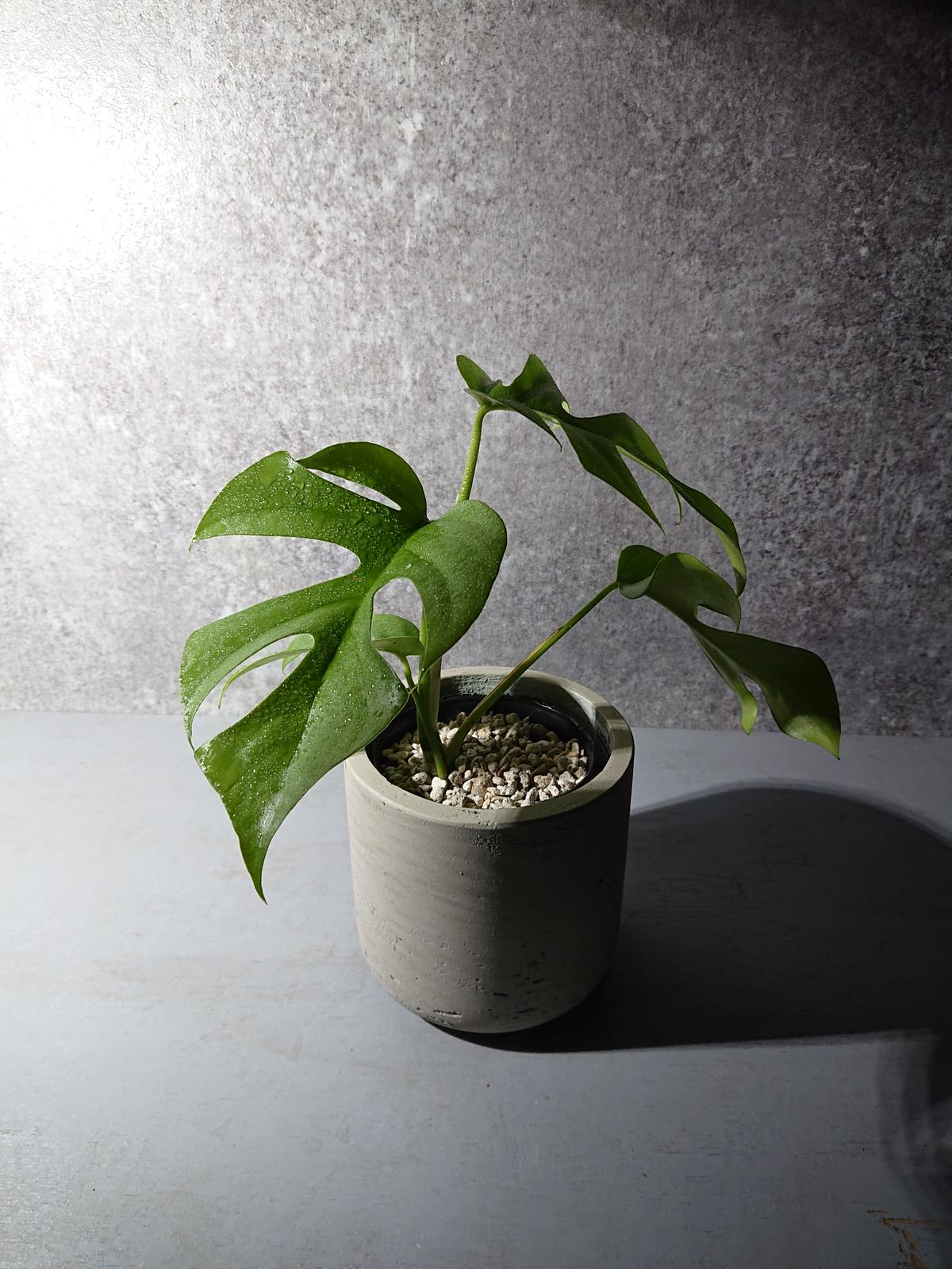 ヒメモンステラ 鉢カバー付き オランダ メーカー 観葉植物 グレー ミニモンステラ 姫