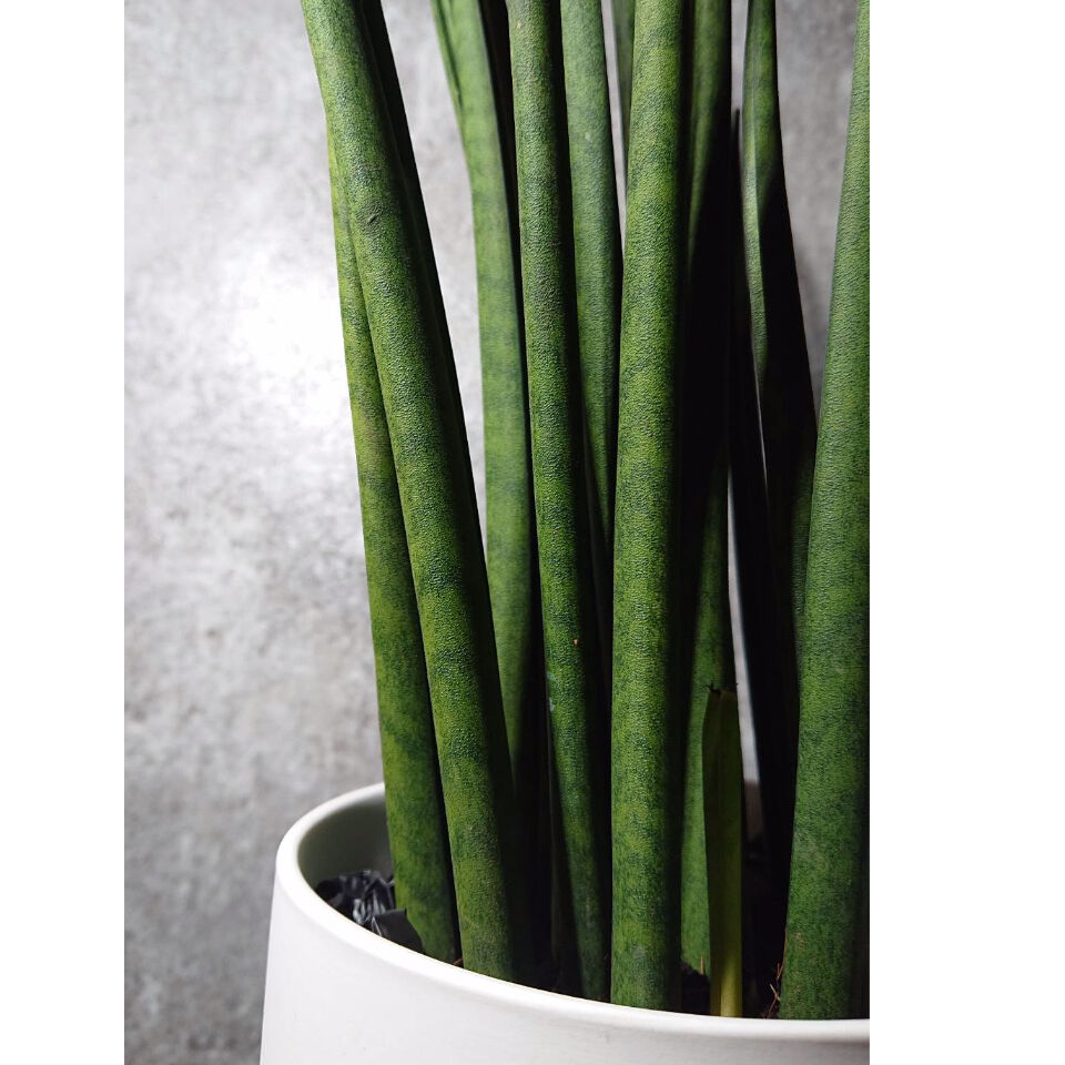 サンスベリア バキュラリス Berries Online Shop