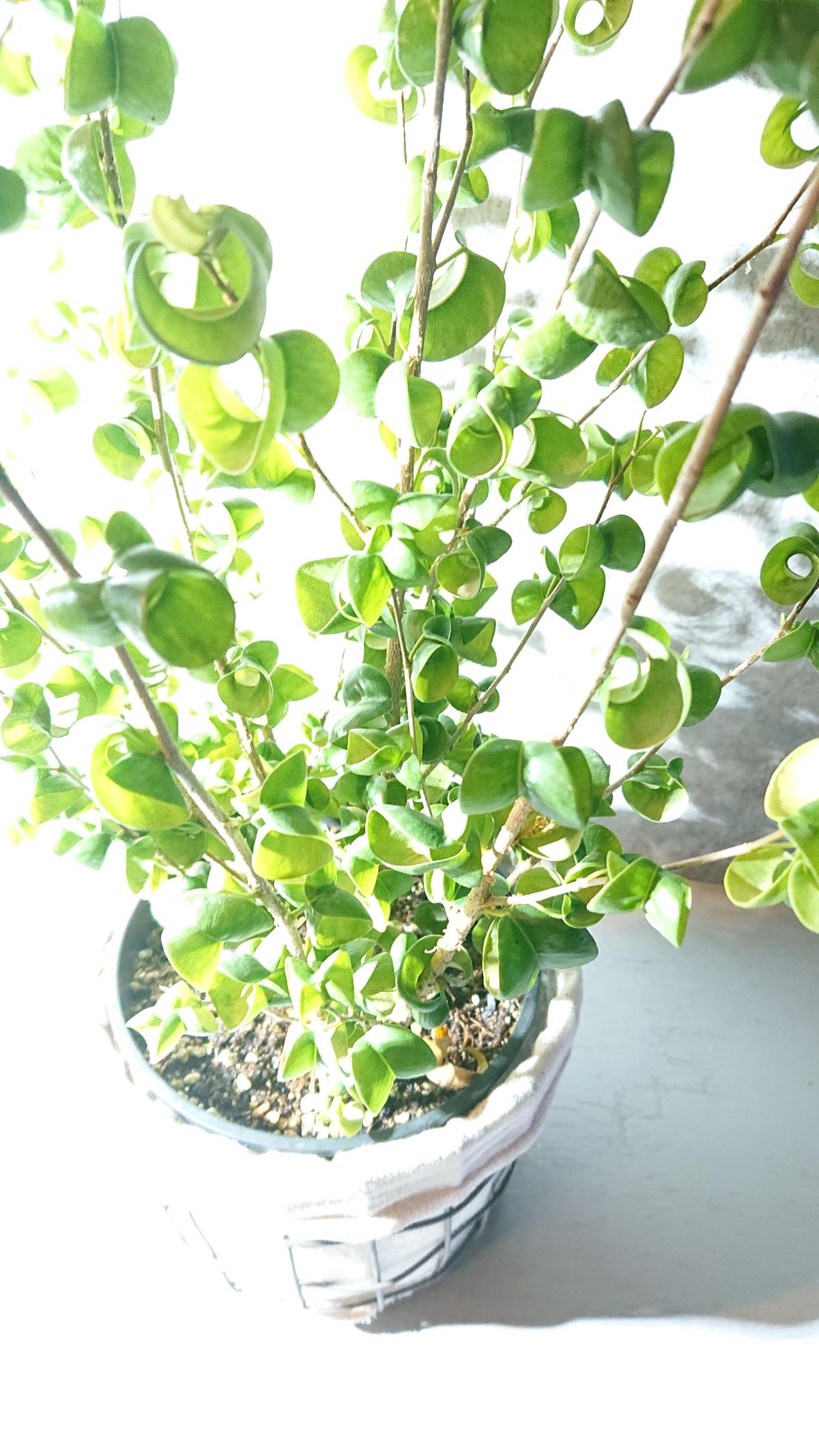 フィカス ベンジャミン バロック Berries Online Shop