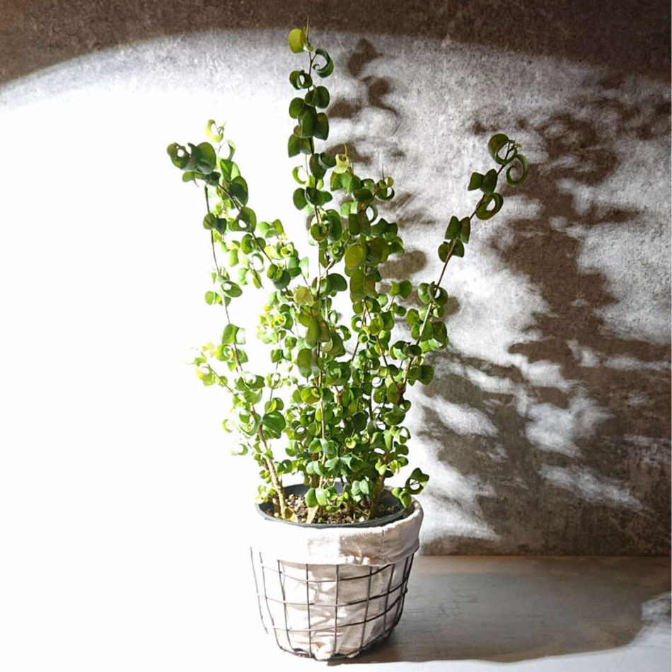 フィカス ベンジャミン バロック Berries Online Shop