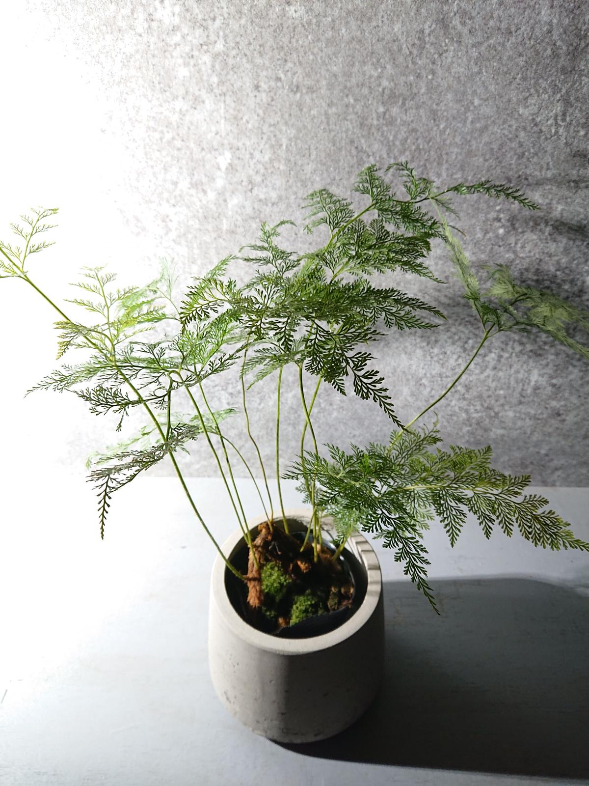 ダバリア・トリコマノイデス 鉢カバー付(オランダ製)” 観葉植物