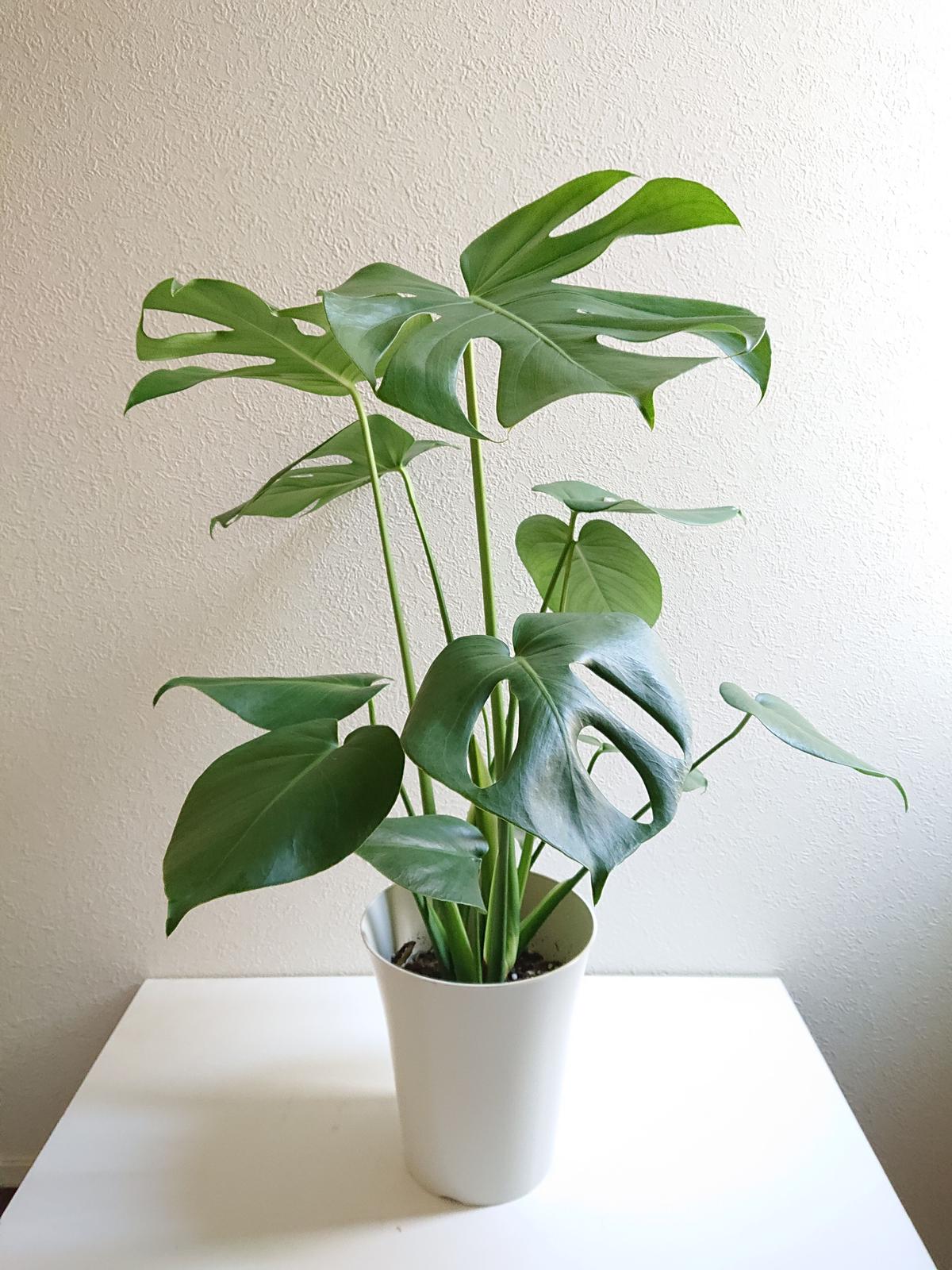 ○数量限定○新作○”モンステラ 6号size White鉢付き” 観葉植物 モンステラ 人気 ... ○数量限定○新作○”モンステラ 6号size White鉢付き” 観葉植物 モンステラ 人気 ...