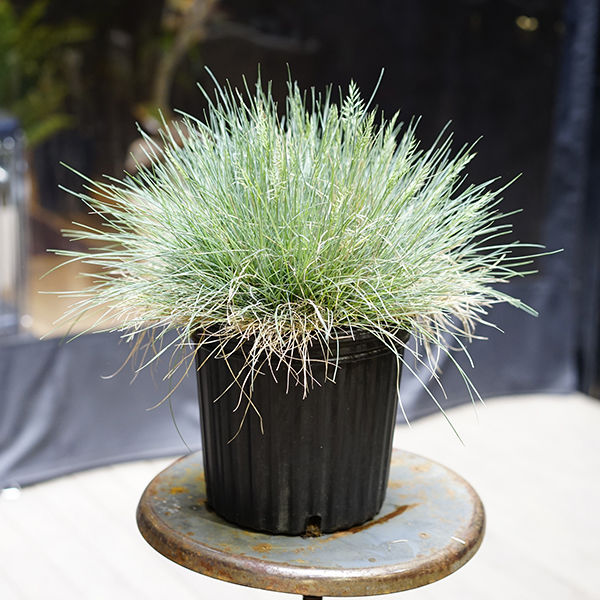 フェスツカ グラウカ Viv La Plante