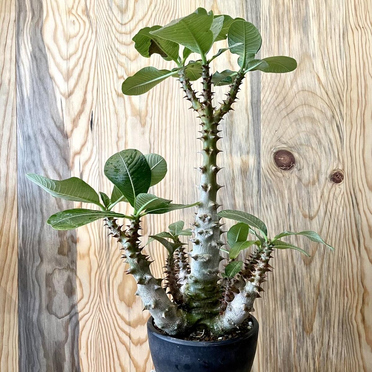 クリスマスローズ パキポディウム ウィンゾリー 実生 標本株 | www