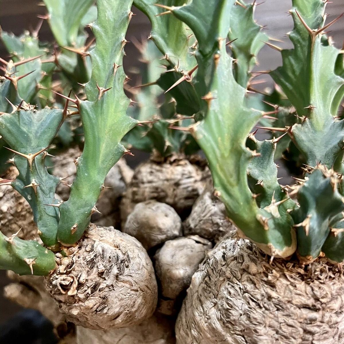 発根済】Euphorbia_wildii/ユーフォルビア ウィルディ④