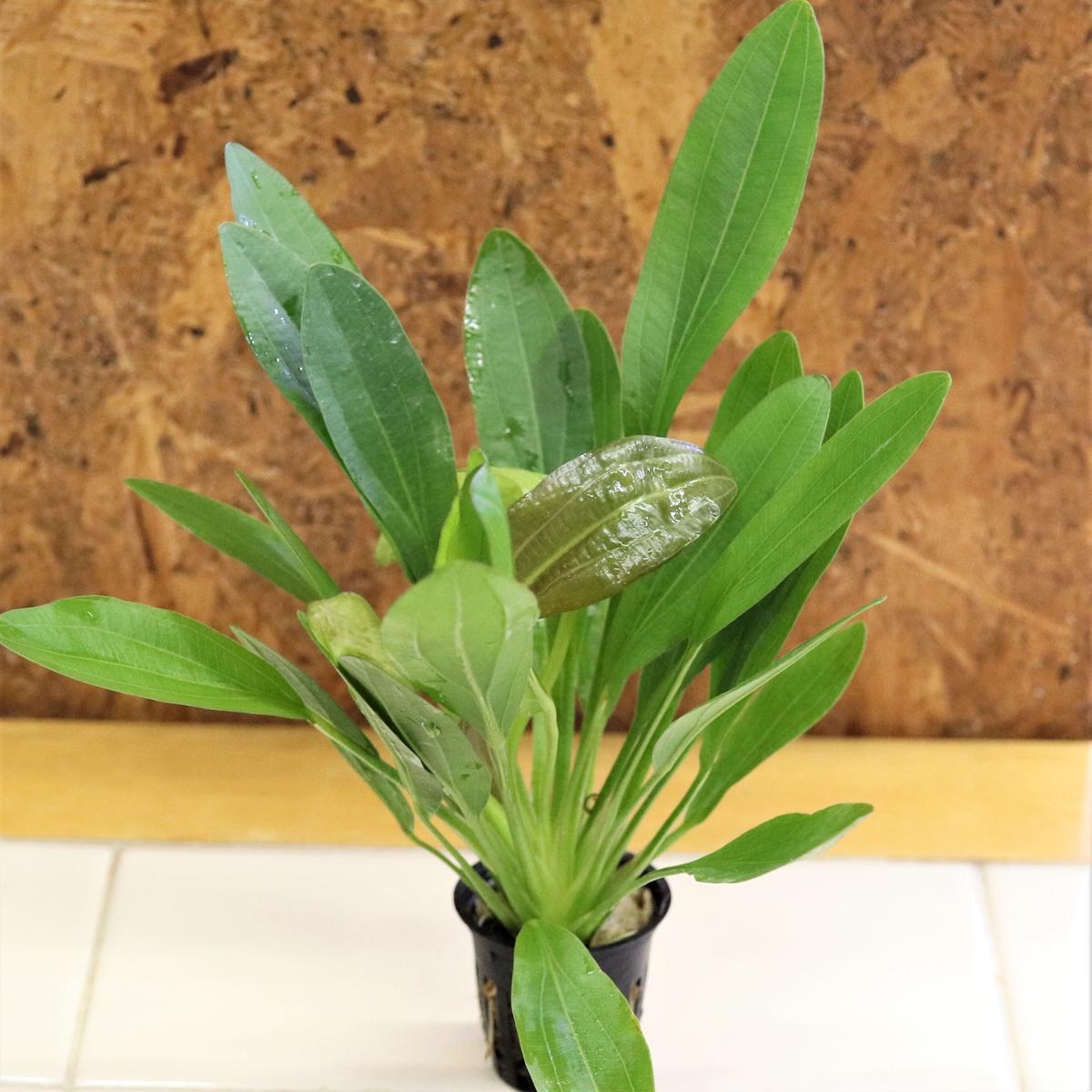 タイ便エキノドルス レッドルビン 1ポット Water Plants Lover タイ便エキノドルス レッドルビン 1ポット Water Plants Lover