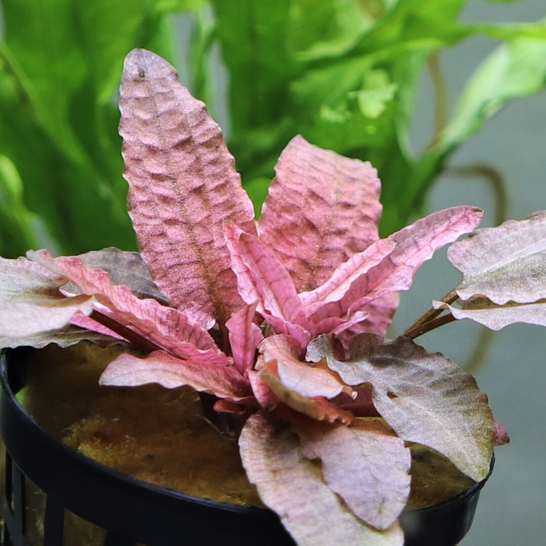 デナリー社 クリプトコリネフラミンゴ 無農薬！ 超特大株