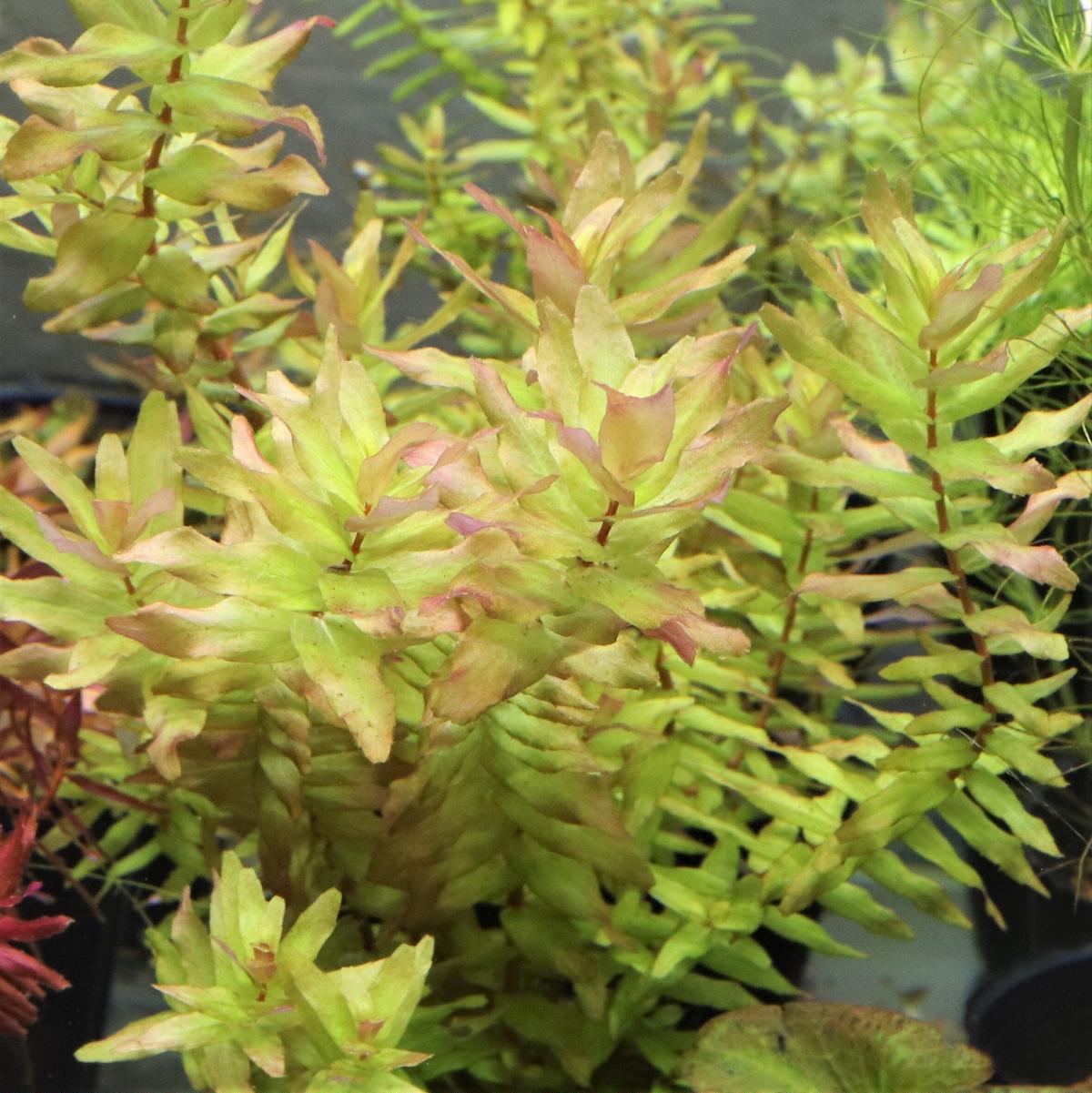 オリエンタル社ロタラ マクランドラ グリーン 1鉢 Water Plants Lover