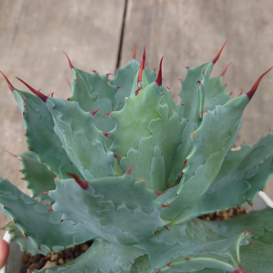 01009 多肉植物 アガベ 雷神 シリーズ6点セット 01009 多肉植物 アガベ 雷神 シリーズ6点セット