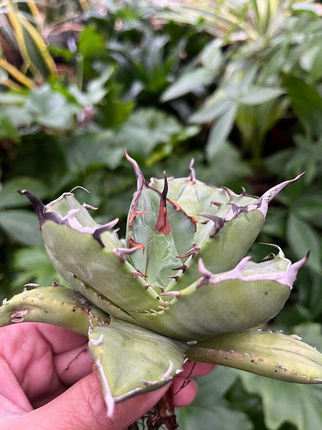 超爆安 アガベ ※セール※ チタノタ CS3 海豹 アザラシ 植物/観葉植物
