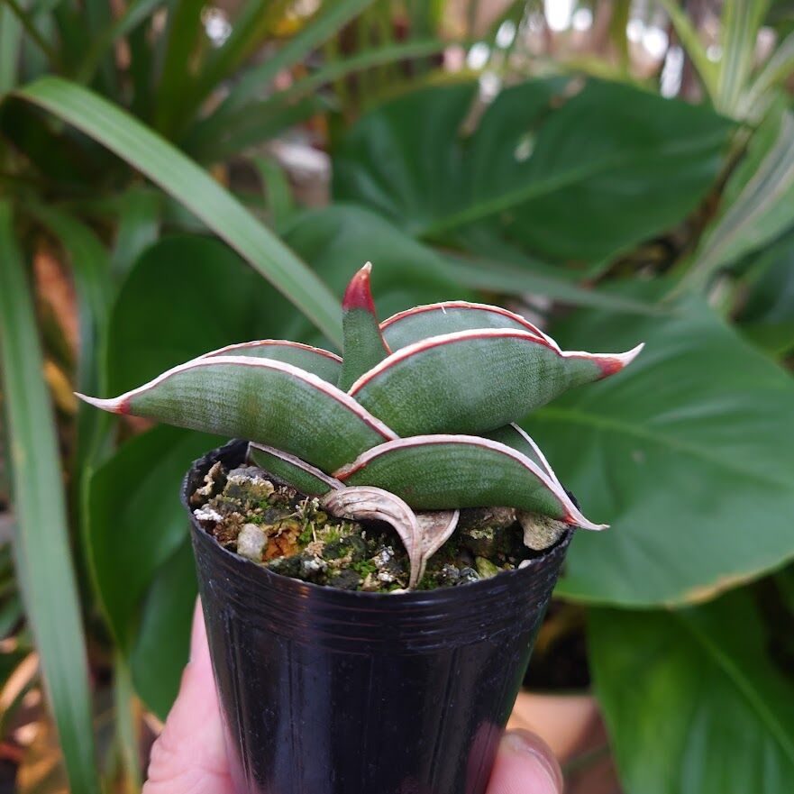 サンスベリア ロリダ 斑入り サンスベリア ロリダ 斑入り S.Rorida Variegated 2