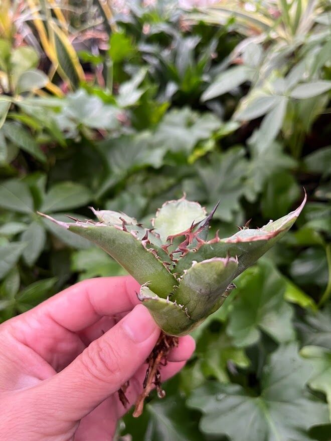 超目玉 【goodtaniku】アガベ 激稀少苗 レッドゴースト 赤鬼 | www