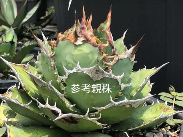 超目玉 【goodtaniku】アガベ 激稀少苗 レッドゴースト 赤鬼 | www