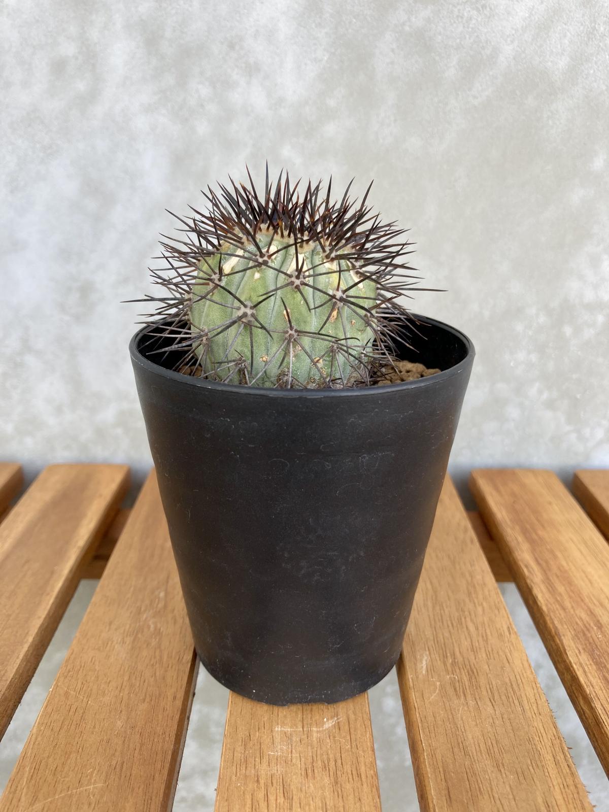 サボテン　コピアポア　ロンギスタミネア　実生　発根済 コピアポア ロンギスタミネア