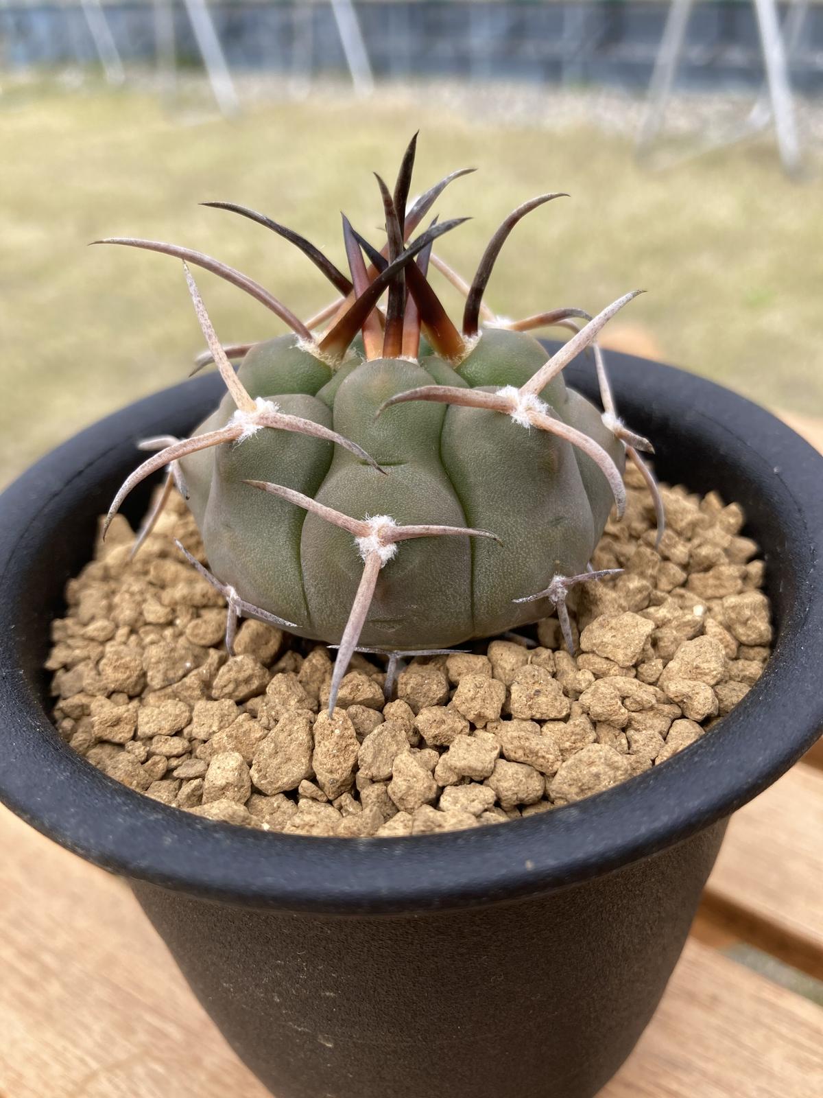 スパイシージェム 魔天竜 大株 魔天竜 spicygem鉢付き spicygem