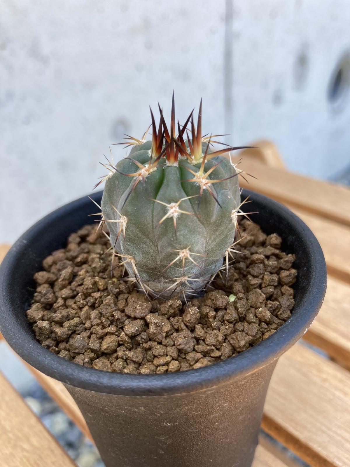 アカントカリキウム グラウカム 黒鬼玉