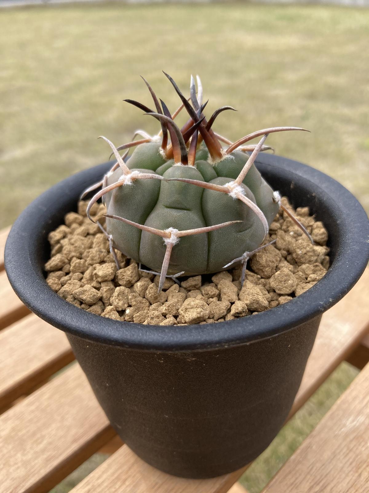 サボテン ギムノカリキウム '守金魔天竜' Gymnocalycium