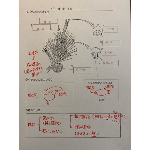 マツ イチョウの花のつくり We Love Science マツ イチョウの花のつくり We Love Science