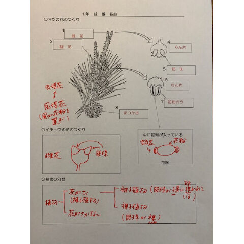 マツ イチョウの花のつくり We Love Science