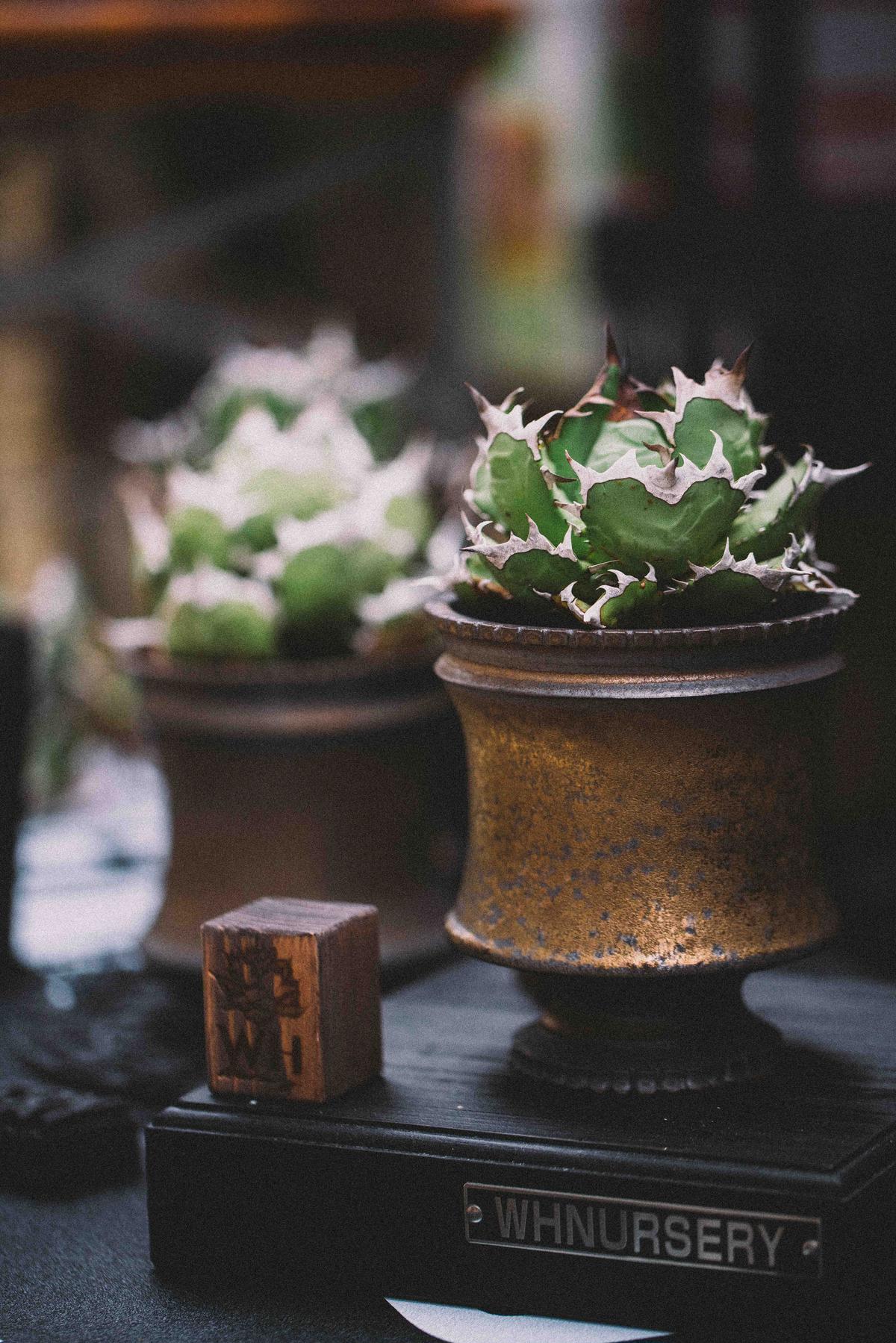 オプティミスティック ytyf鉢　特注品