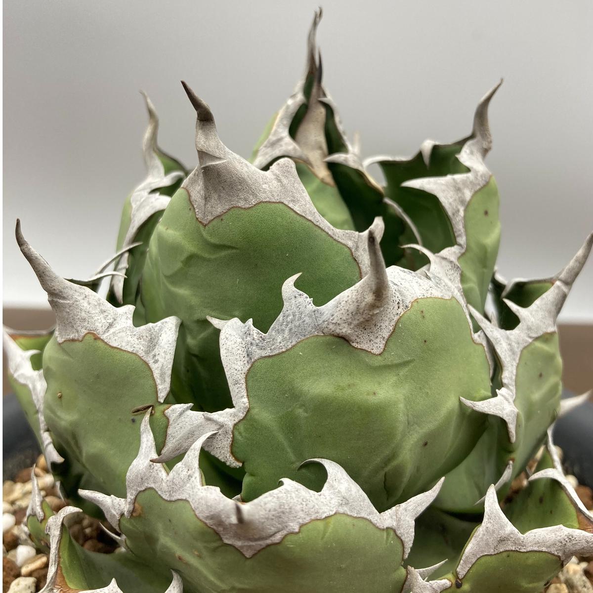 Agave titanota チタノタ 姫厳龍 台湾株 | S&A PLANTS GARDEN