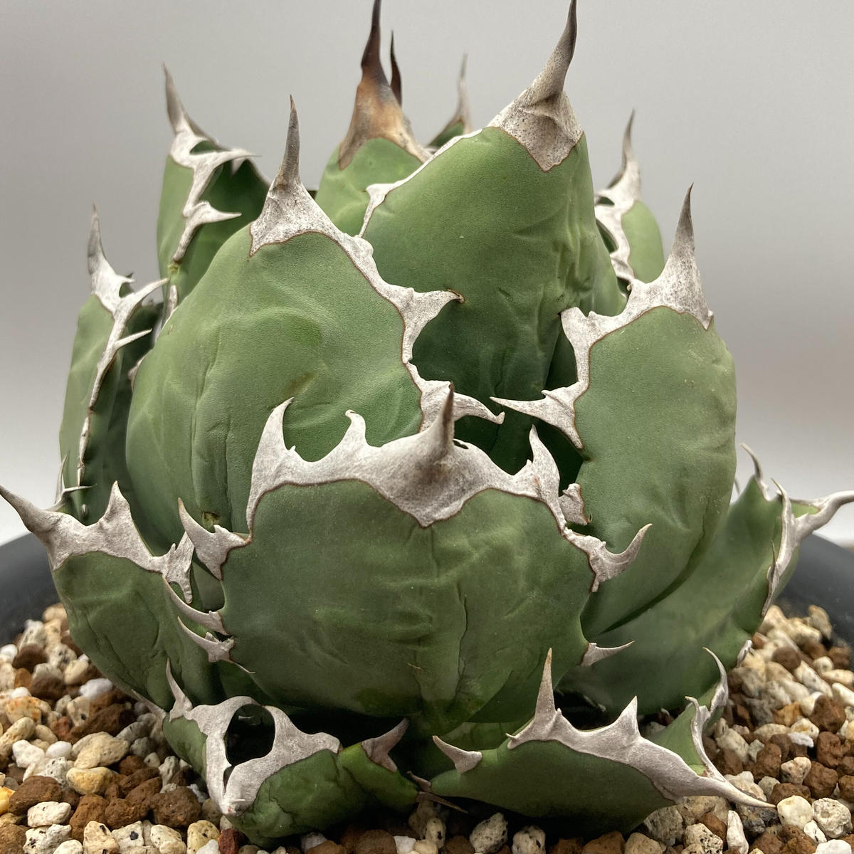 Agave titanota チタノタ 姫厳龍 台湾株 | S&A PLANTS GARDEN
