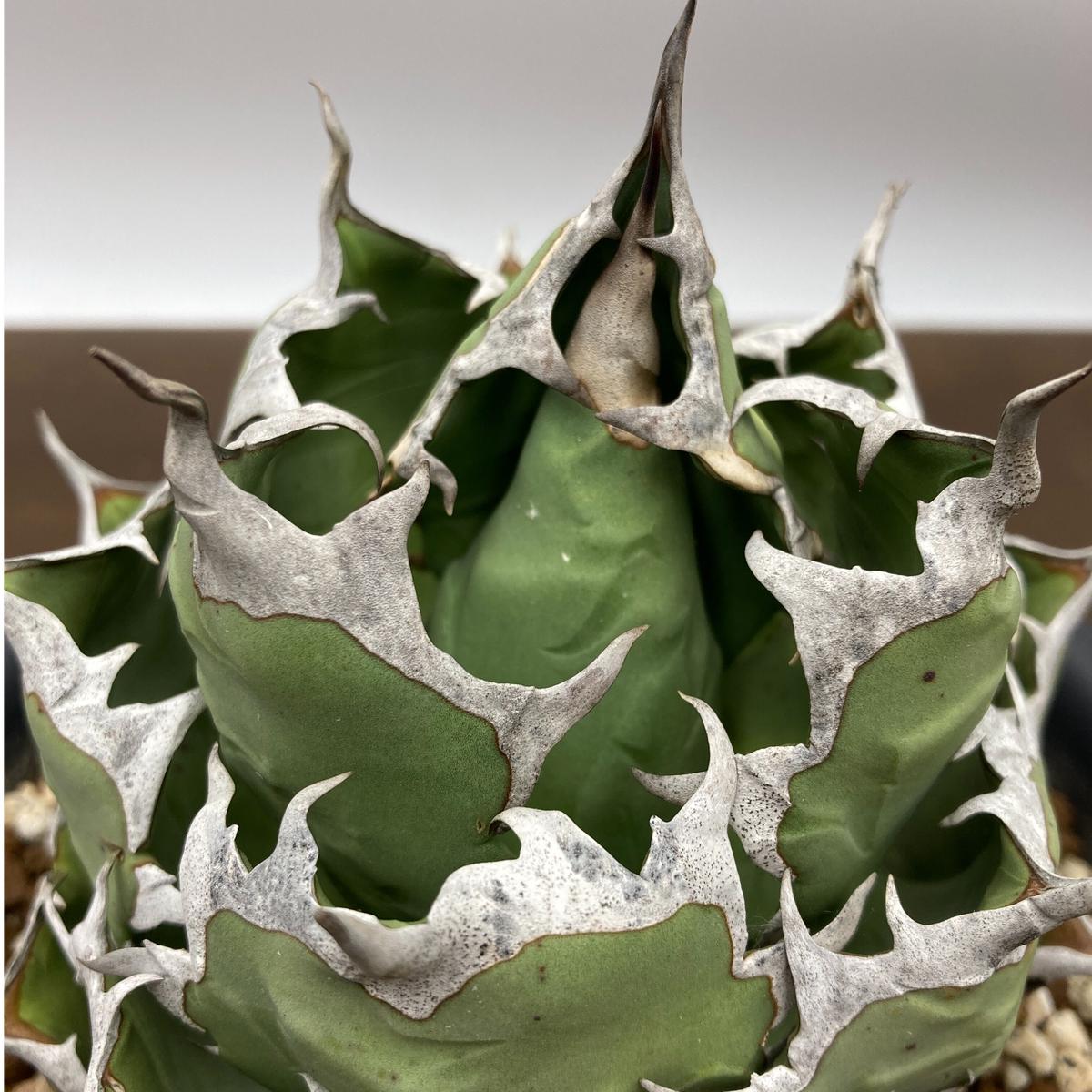 Agave titanota チタノタ 姫厳龍 台湾株 | S&A PLANTS GARDEN