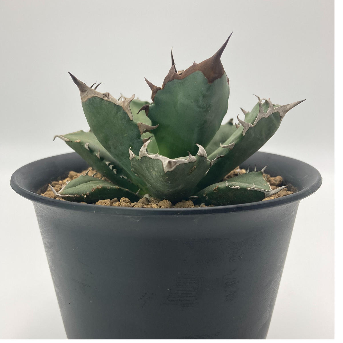 オリジナルデザイン手作り商品 【大特価】3株セット チタノタ比べ