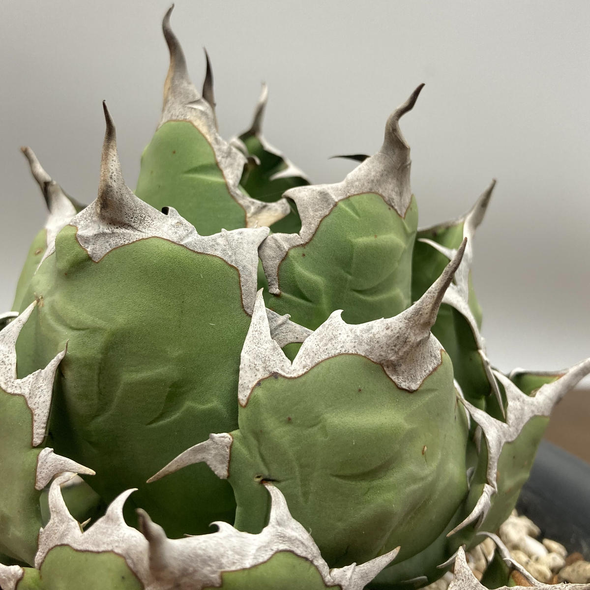 Agave titanota チタノタ 姫厳龍 台湾株 | S&A PLANTS GARDEN