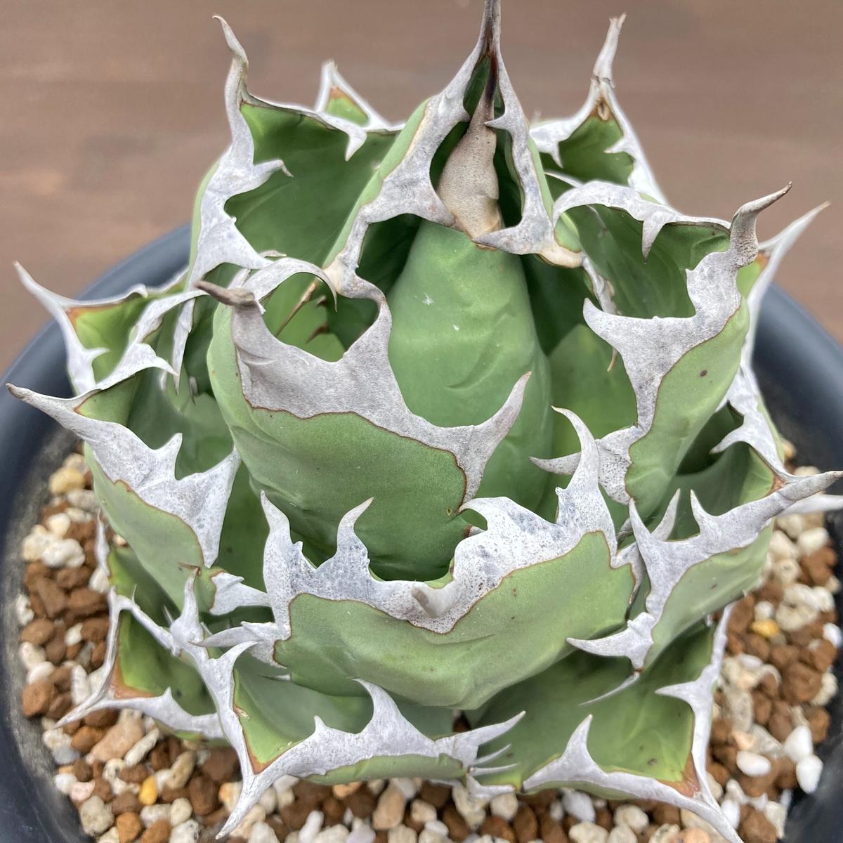 Agave titanota チタノタ 姫厳龍 台湾株 | S&A PLANTS GARDEN