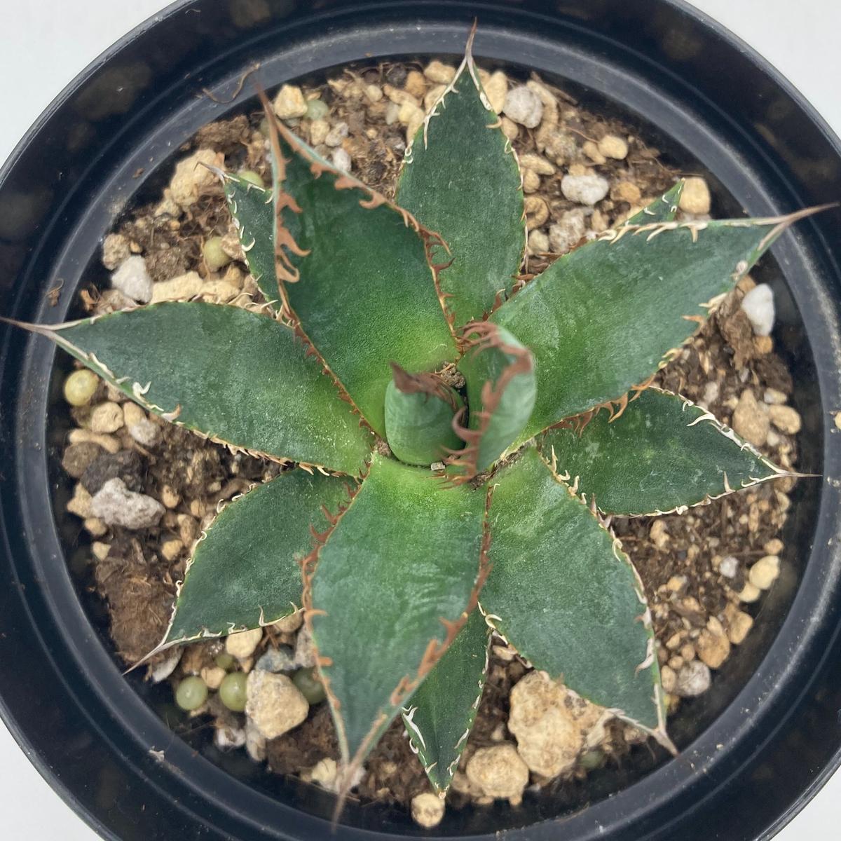 Agave horrida ホリダ 強棘 実生 選抜 | SA PLANTS GARDEN Agave horrida ホリダ 強棘 実生 選抜 | SA PLANTS GARDEN