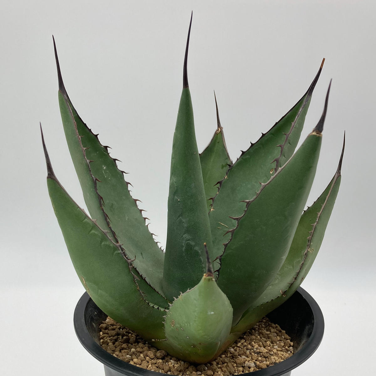 ご予約品 Agave サラミアナフェロックス シャークスキン ハイブリッド S A Pla