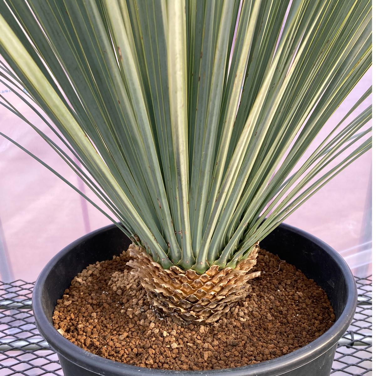 静岡県発 ユッカ ロストラータ ブルーサンダー