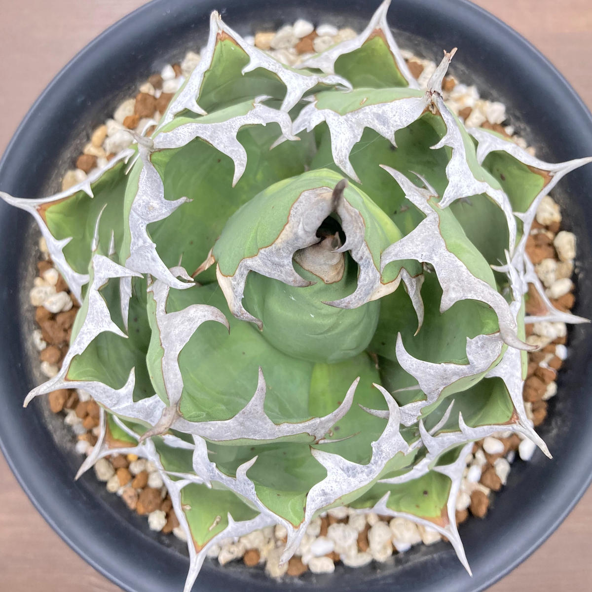 Agave titanota チタノタ 姫厳龍 台湾株 | S&A PLANTS GARDEN