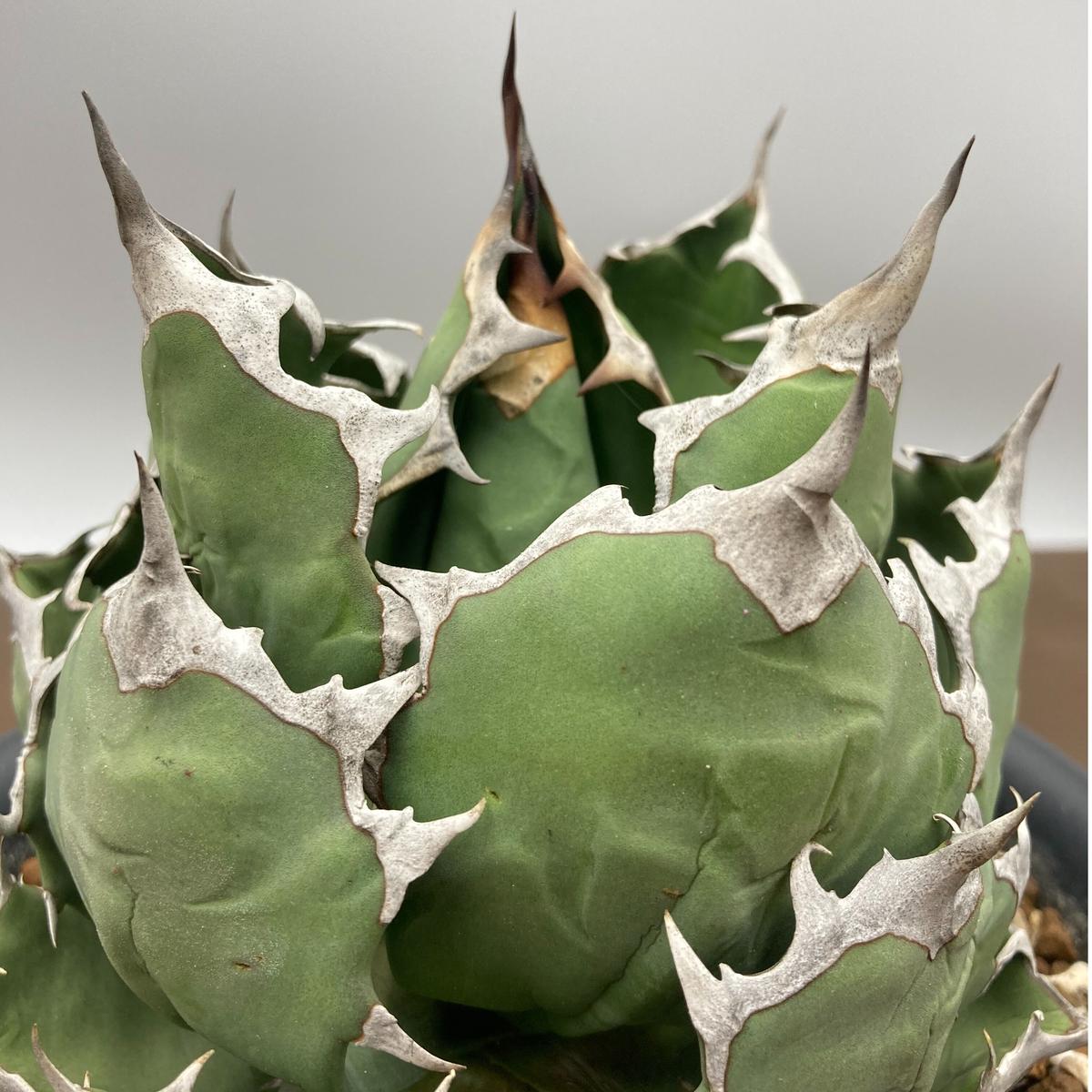 Agave titanota チタノタ 姫厳龍 台湾株 | S&A PLANTS GARDEN