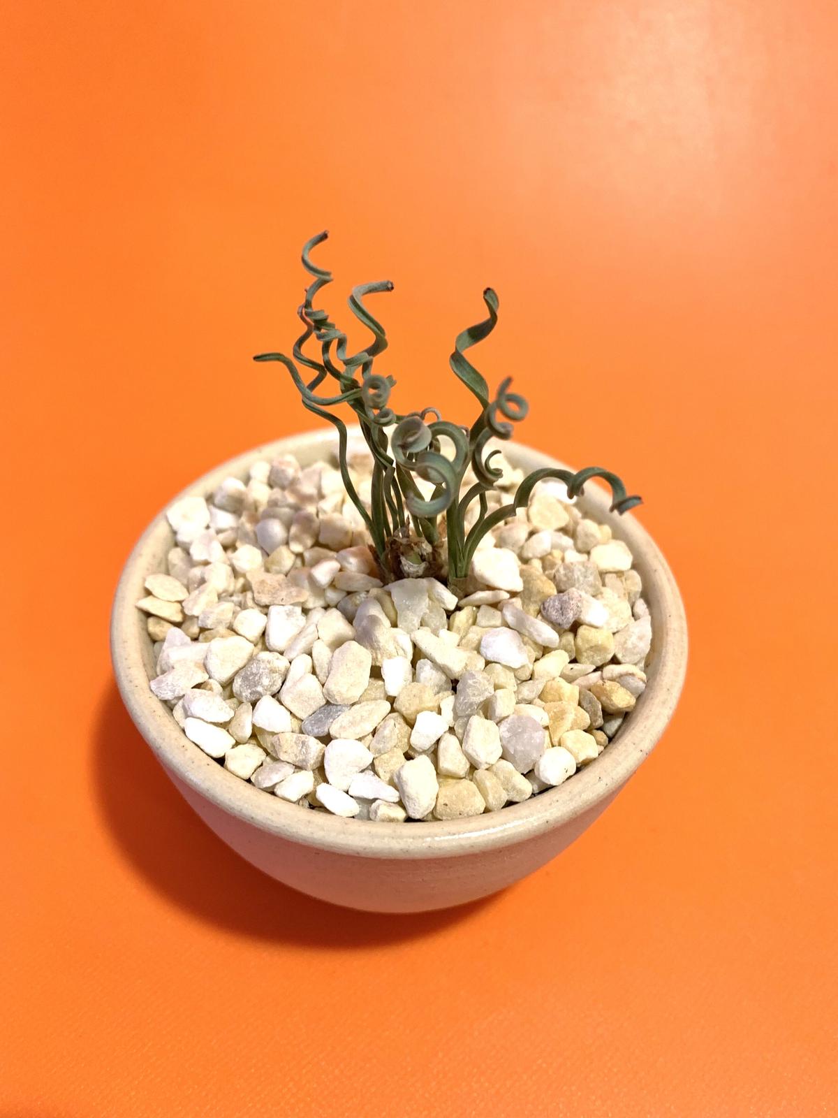 アルブカ コンコルディアナ みどりのひろば Plantador Online Store